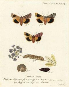 Noctuelle à bordure jaune, Noctua fimbriata. Gravure sur cuivre coloriée à la main par Johann Carl Bock d