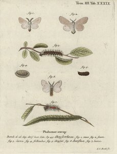 Phalène à queue brune, Euproctis chrysorrhoea - Johann Carl Bock