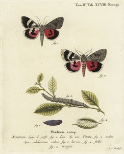 Catocala pacta. Gravure sur cuivre coloriée à la main par Johann Carl Bock d