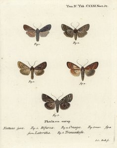 Conformiste, Lithophane furcifera 1, double flèche, Graphiphora augur 2, rare brindille, Apamea lateritia 3,4, et arches argentées, Polia hepatica 5. - Johann Carl Bock