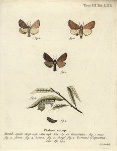 Ptilodon capucinus - Johann Carl Bock