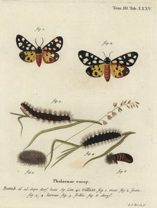 Epicallia villica - Johann Carl Bock