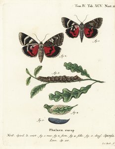 Dark crimson underwing, Catocala sponsa. Gravure sur cuivre coloriée à la main par Johann Carl Bock d