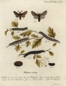 Papillon de décembre, Poecilocampa populi - Johann Carl Bock