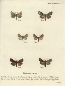 Dingy shell, dusky marbled brown et brown rustic - Johann Carl Bock