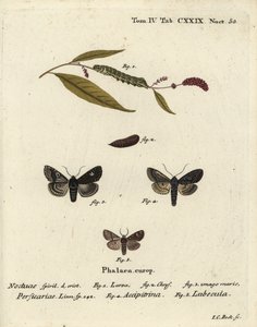 Dot, Melanchra persicariae 1-4, et Dryobota labecula 5. Gravure sur cuivre coloriée à la main par Johann Carl Bock d