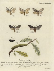 Drymonia dodonaea moth - Johann Carl Bock