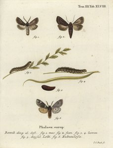 Papillons gothiques à plumes et Rannoch sprawler - Johann Carl Bock