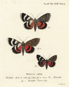 Catocala elocata, Catocala sponsa. Gravure sur cuivre coloriée à la main par Johann Carl Bock d