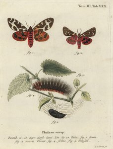 Phalène tigre du jardin ou grande phalène tigre, Arctia caja - Johann Carl Bock
