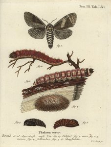 Papillon de la chèvre, Cossus cossus - Johann Carl Bock