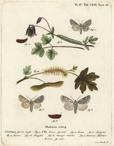 Chi gris, Antitype chi 1 et papillon sycomore, Acronicta aceris 2-7. Gravure à la main en cuivre par Johann Carl Bock d