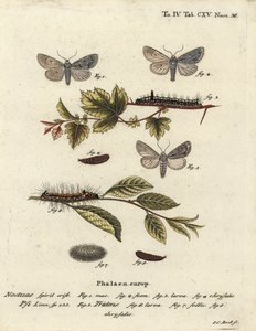Acronicta psi 1-4, et Acronicta tridens 5-8. Gravure sur cuivre coloriée à la main par Johann Carl Bock d