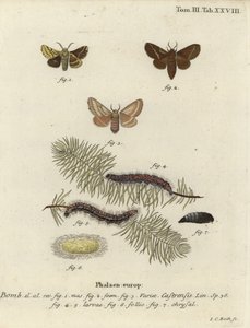 Papillon ground lackey, Malacosoma castrense - Johann Carl Bock
