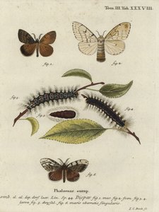 Papillon gypsy, Lymantria dispar