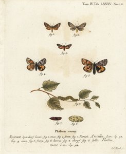 Dysauxes ancilla, Archiearis parthenias. Gravure sur cuivre coloriée à la main par Johann Carl Bock d