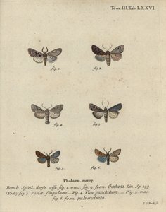 Caractère hébreu, châtaigne noire, petit phalène quaker, etc. - Johann Carl Bock