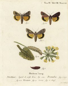 Grande noctuelle jaune, Noctua pronuba, et variétés. Gravure sur cuivre coloriée à la main par Johann Carl Bock d