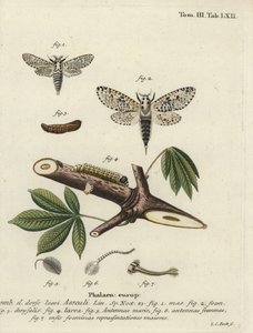 Zeuzère du poirier, Zeuzera pyrina - Johann Carl Bock