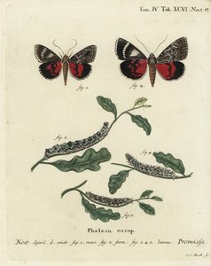Papillon de la promesse, Catocala promissa. Gravure sur cuivre coloriée à la main par Johann Carl Bock d