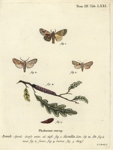 Papillon érable et papillon de cœur - Johann Carl Bock