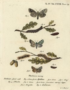 Dichonia aprilina 1-4, Moma alpium 5-7, et Cryphia muralis 8. Gravure sur cuivre coloriée à la main par Johann Carl Bock d