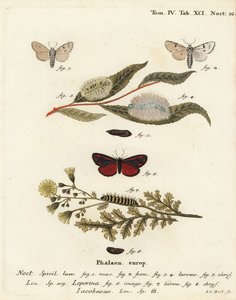 Acronicta leporina, Tyria jacobaeae. Gravure sur cuivre coloriée à la main par Johann Carl Bock d