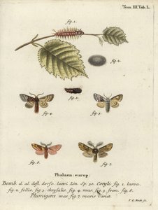 Papillon tussock de noisetier et proéminent plumeux - Johann Carl Bock
