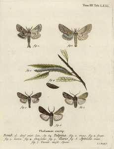 Pale prominent, heart and club, et dark sword-grass - Johann Carl Bock