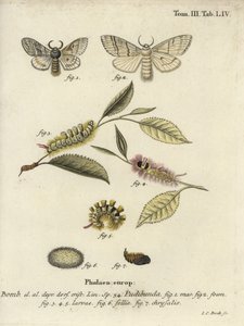 Calliteara pudibunda