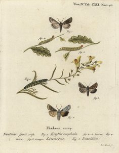 Conistra erythrocephala 1-4, Calophasia lunula 5 et Lithophane ornitopus 6. Gravure sur cuivre coloriée à la main par Johann Carl Bock d