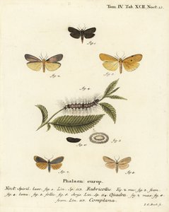 Red-necked footman, Atolmis rubricollis 1, four-spotted footman, Lithosia quadra 2-6, et buff footman, Katha depressa 7,9. Gravure sur cuivre coloriée à la main par Johann Carl Bock d