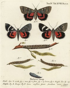 Catocala nupta. Gravure sur cuivre coloriée à la main par Johann Carl Bock d