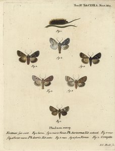 Dague rare, Acronicta auricoma 1-3, papillon sycomore, Acronicta aceris, papillon muscade 4,5, Hadula trifolii 6 et couronne variée, Hadena compta 7. Gravure sur cuivre colorée à la main par Johann Carl Bock d