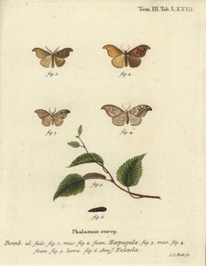 Scarce hook-tip et pebble hook-tip - Johann Carl Bock