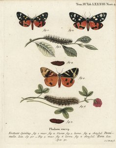 Callimorpha dominula 1-4, et Euplagia quadripunctaria 5-7. Gravure sur cuivre coloriée à la main par Johann Carl Bock d