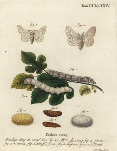 Bombyx mori