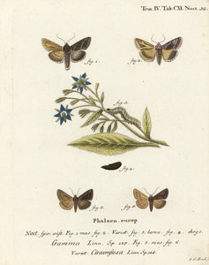 Autographa gamma, Cornutiplusia circumflexa. Gravure sur cuivre coloriée à la main par Johann Carl Bock d