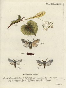 Papillon Sprawler, Asteroscopus sphinx - Johann Carl Bock