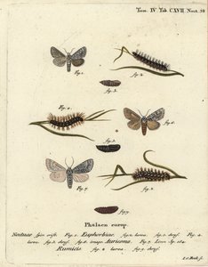Papillon de la myrtille, Acronicta euphorbiae 1-5, dague rare, Acronicta auricoma 6, et papillon de l