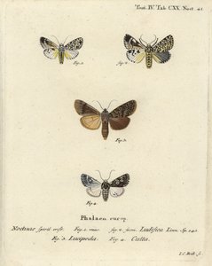 Trichosea ludifica 1,2, Rhyacia lucipeta 3, et Lamprosticta culta 4. Gravure sur cuivre coloriée à la main par Johann Carl Bock d
