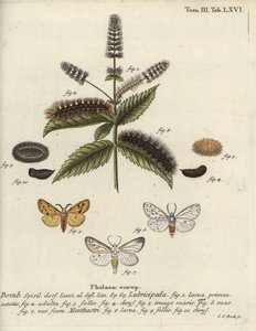 Spilosoma lubricipeda - Johann Carl Bock