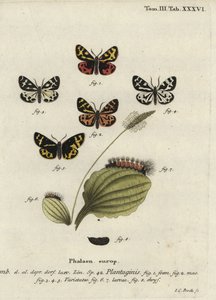 Wood tiger moth, Parasemia plantaginis - Johann Carl Bock