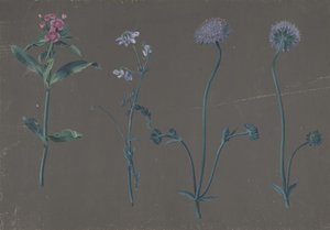 Étude de trois fleurs, 1781 - Johann Christian August Birnbaum
