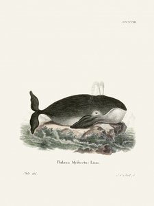 La baleine boréale, par Johann Christian Daniel von Schreber. - Johann Christian Daniel Von Schreber