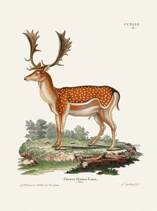 Le daim européen  Par Johann Christian Daniel von Schreber. - Johann Christian Daniel Von Schreber
