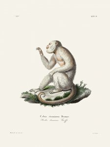 Singe capucin gracile, par Johann Christian Daniel von Schreber. - Johann Christian Daniel Von Schreber