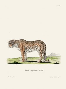 Le léopard, par Johann Andreas Wagener - Johann Christian Daniel Von Schreber