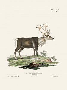 « Le renne », de Johann Andreas Wagener et Johann Christian Daniel von Schreber. - Johann Christian Daniel Von Schreber
