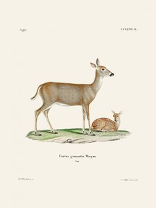Le cerf de Virginie (1778-1855) Par Johann Andreas Wagener et Johann Christian Daniel Von Schreber. - Johann Christian Daniel Von Schreber